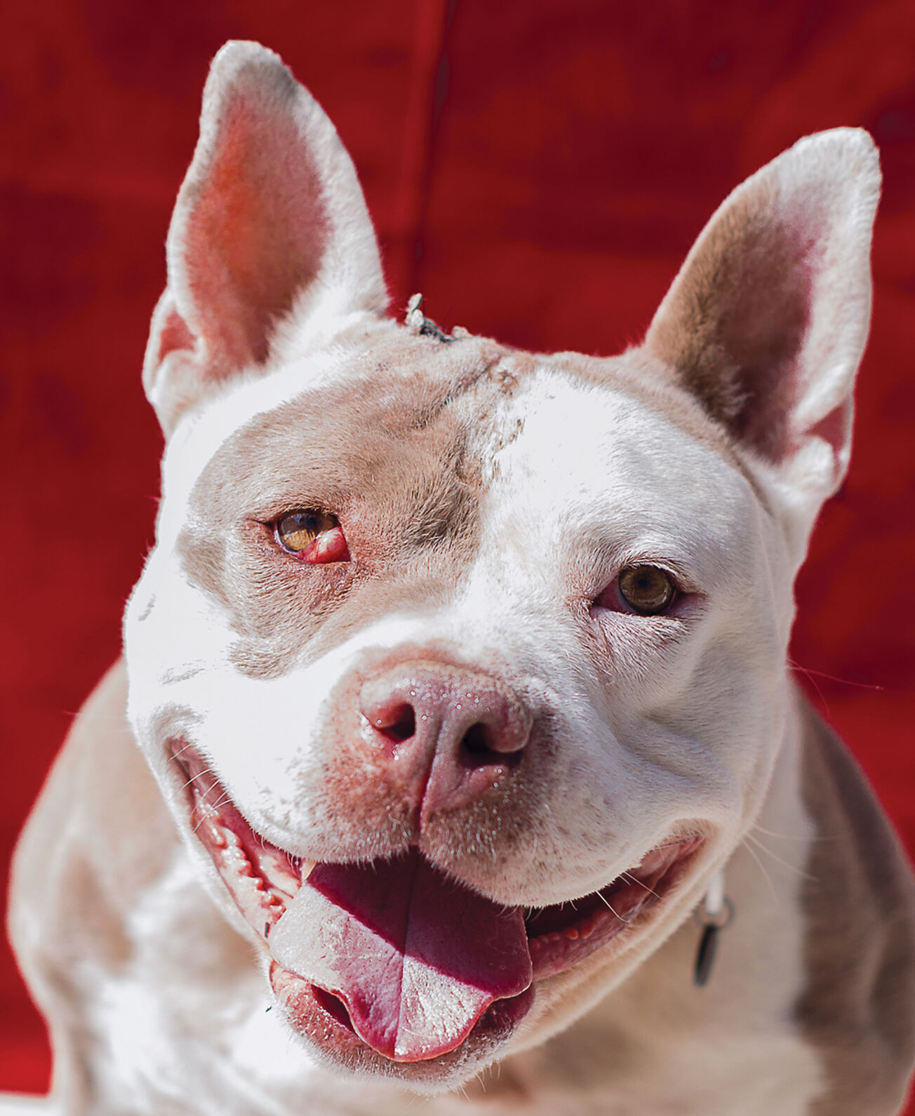 Pet of the Week